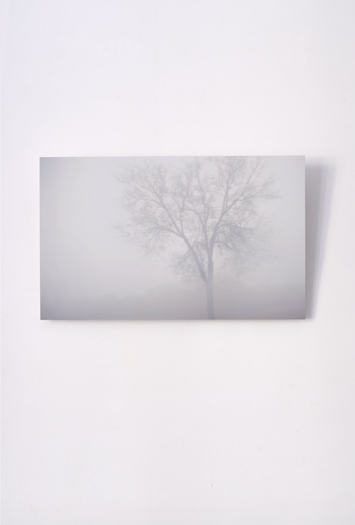 Un árbol en la niebla