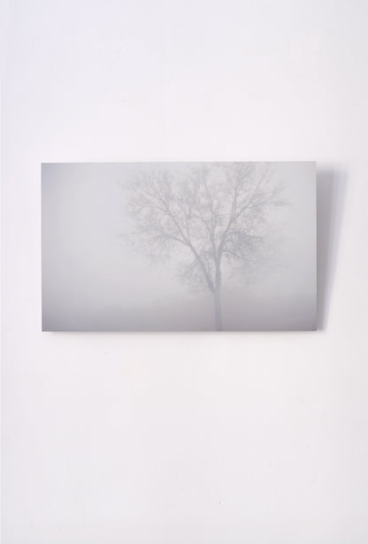 Un árbol en la niebla