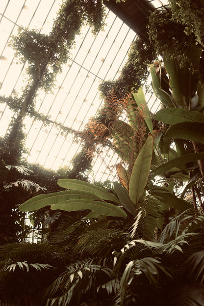 Invernadero del Real Jardín Botánico de Madrid I