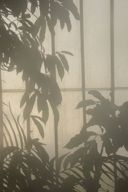 Royal Botanic Gardens, Kew, London VIII